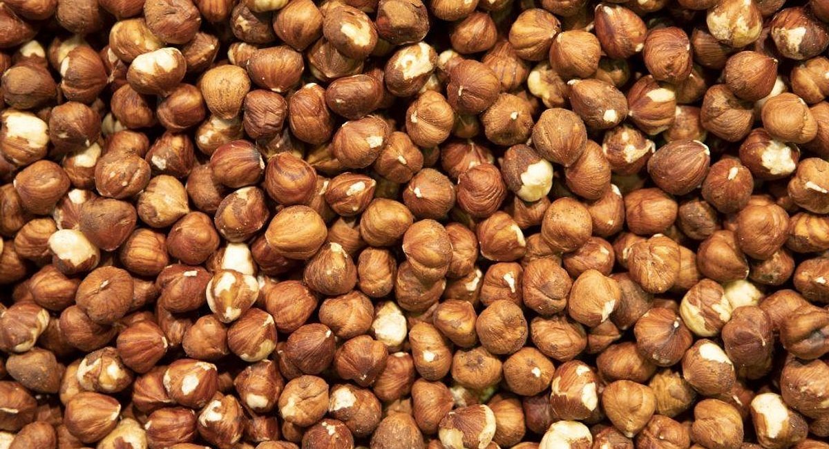 YURTTAŞLAR FINDIK